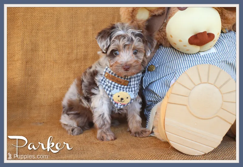 Parker – Yorkipoo puppy for sale in Conway, AR