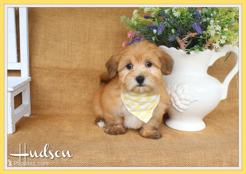 Hudson – Havanese puppy for sale in Conway, AR