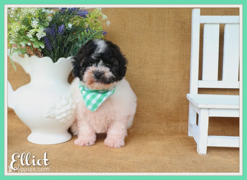 Elliot – Poodle - Miniature  puppy on hold in Conway, AR