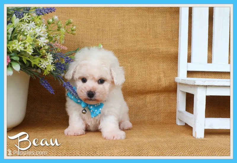 Beau – Bichon Frise puppy for sale in Conway, AR