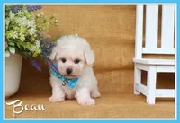 Beau, a male Bichon Frise for sale in Conway, AR – 1 of 6