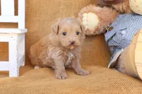 Jude, a male Maltipoo for sale in Conway, AR – 4 of 4