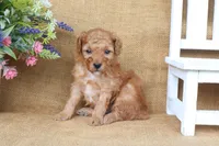 Oliver, a male Poodle - Miniature  for sale in Conway, AR – 3 of 6