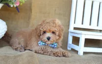 Miles, a male Maltipoo for sale in Conway, AR – 2 of 9