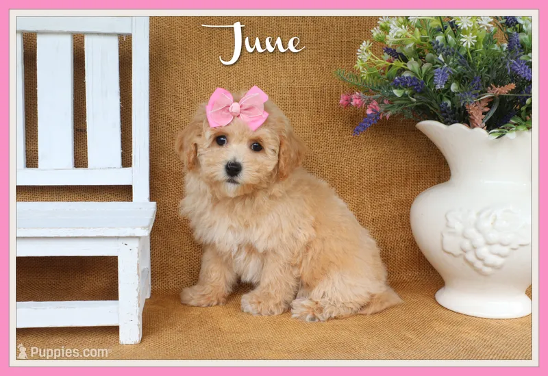 June – Poochon puppy for sale in Conway, AR