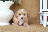 Chloe, a female Havapoo for sale in Conway, AR – 3 of 4