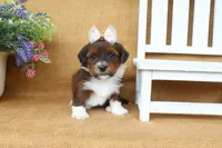 Harlow, a female Havanese for sale in Conway, AR – 2 of 6