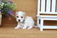 Tucker, a male Cavachon for sale in Conway, AR – 4 of 6