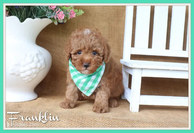 Franklin – Poodle - Toy  puppy for sale in Conway, AR
