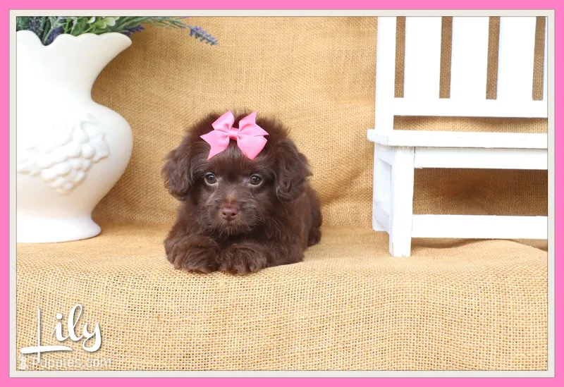Lily – Yorkipoo puppy for sale in Conway, AR