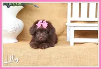 Lily, a female Yorkipoo for sale in Conway, AR – 1 of 5