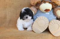 Oscar, a male Cavapoo for sale in Conway, AR – 5 of 5