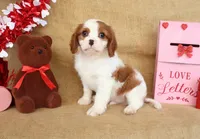 Charlie, a male Cavalier King Charles Spaniel for sale in Conway, AR – Photo 3 of 5