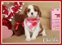 Charlie, a male Cavalier King Charles Spaniel for sale in Conway, AR – Photo 1 of 5
