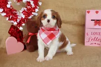 Charlie, a male Cavalier King Charles Spaniel for sale in Conway, AR – Photo 4 of 5