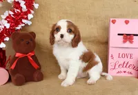 Charlie, a male Cavalier King Charles Spaniel for sale in Conway, AR – Photo 5 of 5