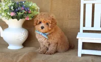 Miles, a male Maltipoo for sale in Conway, AR – 3 of 9
