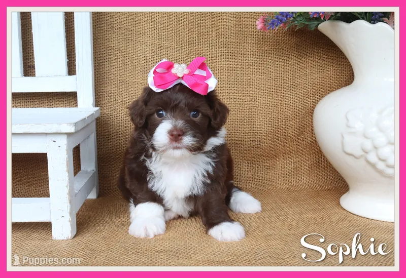 Sophie – Yorkipoo puppy for sale in Conway, AR