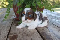 Alex, a male Cavapoo for sale in Conway, AR – 2 of 5