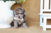 Rhett, a male Poodle - Toy  for sale in Conway, AR – 3 of 5