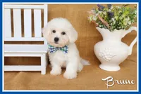 Bruno, a male Bichon Frise for sale in Conway, AR – Photo 1 of 4