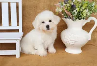 Bruno, a male Bichon Frise for sale in Conway, AR – Photo 4 of 4