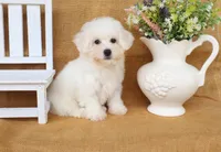 Bruno, a male Bichon Frise for sale in Conway, AR – Photo 2 of 4
