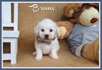 Bruno, a male Bichon Frise for sale in Conway, AR – Photo 1 of 4
