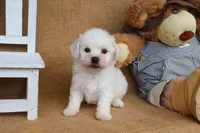 Bruno, a male Bichon Frise for sale in Conway, AR – Photo 3 of 4