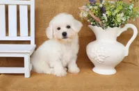 Bruno, a male Bichon Frise for sale in Conway, AR – Photo 3 of 4