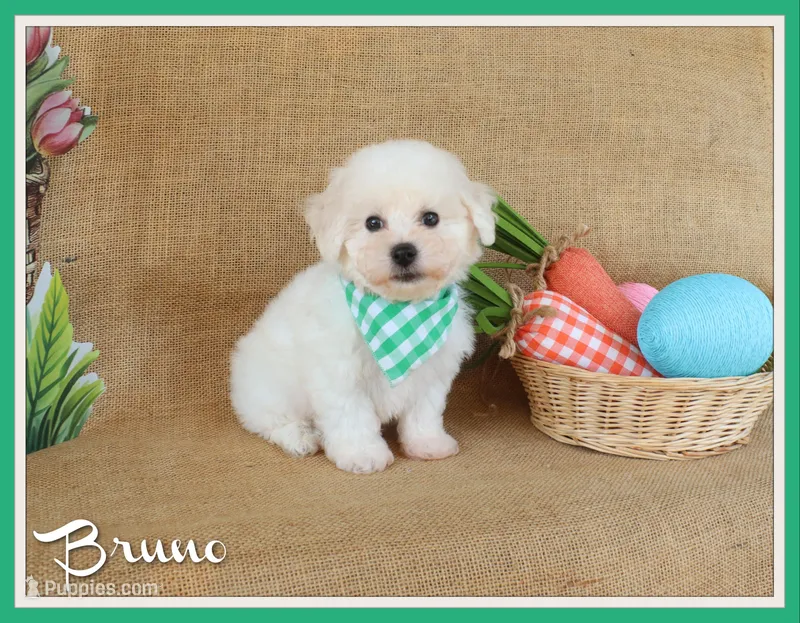 Bruno – Bichon Frise puppy for sale in Conway, AR