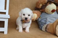 Bruno, a male Bichon Frise for sale in Conway, AR – Photo 4 of 4