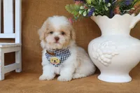 Dean, a male Poodle - Toy  for sale in Conway, AR – 4 of 4