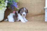 Kate, a female Cavapoo for sale in Conway, AR – 6 of 7