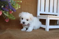 Maddox, a male Maltese for sale in Conway, AR – 5 of 6