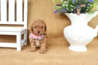Felix, a male Poodle - Toy  for sale in Conway, AR – 2 of 6