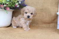 Jude, a male Poochon for sale in Conway, AR – 3 of 5