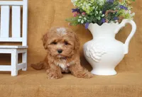 Connor, a male Havapoo for sale in Conway, AR – 4 of 4