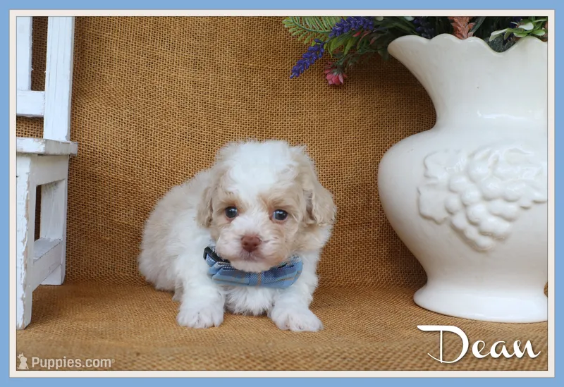 Dean – Poodle - Toy  puppy for sale in Conway, AR