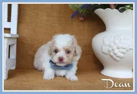 Dean, a male Poodle - Toy  for sale in Conway, AR – 1 of 4