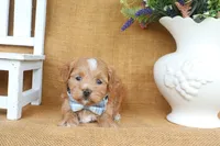 Connor, a male Havapoo for sale in Conway, AR – 4 of 5