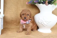 Felix, a male Poodle - Toy  for sale in Conway, AR – 3 of 6
