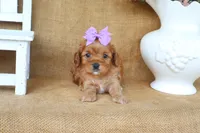 Lucy, a female Cavapoo for sale in Conway, AR – 3 of 4