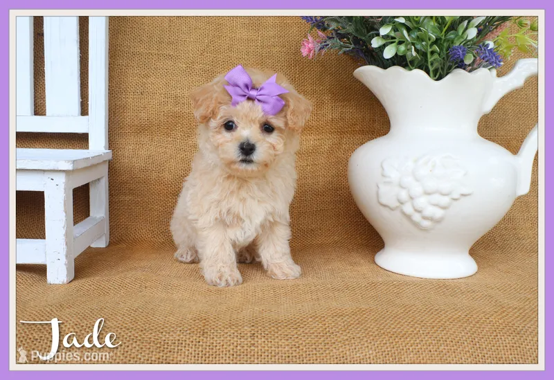 Jade – Poochon puppy for sale in Conway, AR