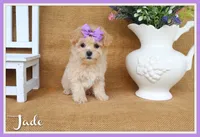 Jade, a female Poochon for sale in Conway, AR – 1 of 5