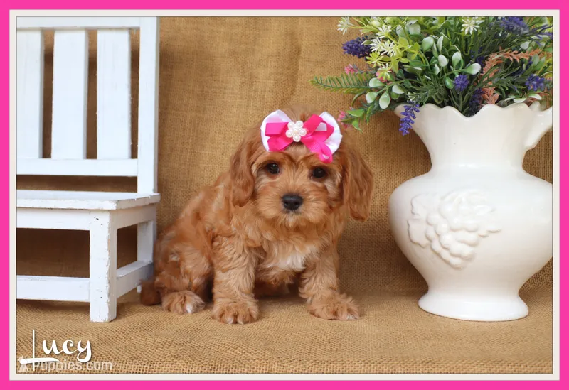 Lucy – Cavapoo puppy for sale in Conway, AR