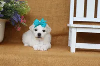 Aurora, a female Bichon Frise for sale in Conway, AR – 6 of 7