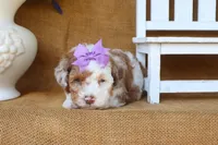 Rory, a female Poodle - Toy  for sale in Conway, AR – 3 of 5