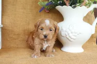Connor, a male Havapoo for sale in Conway, AR – 5 of 5