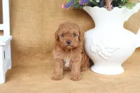 Felix, a male Poodle - Toy  for sale in Conway, AR – 5 of 6